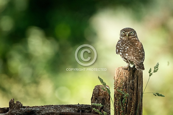 Little Owl  (Athene noctua)