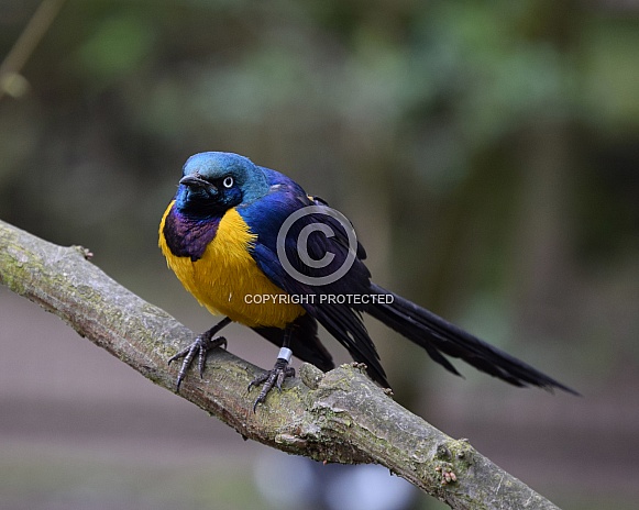 Golden breasted starling