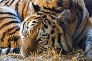 Tiger resting on straw