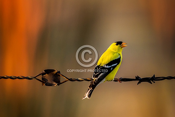 American goldfinch on a wire