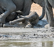 Baby Elephant Mud Bath (wild)