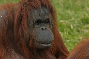 Bornean Orangutan - Close Up