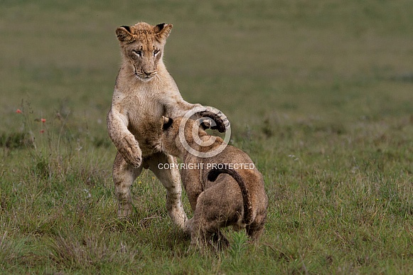 Lion cubs play fighting 3