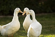 Pekin Ducks