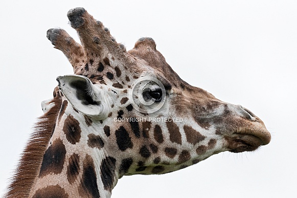 Male Rothschild's Giraffe Head Shot