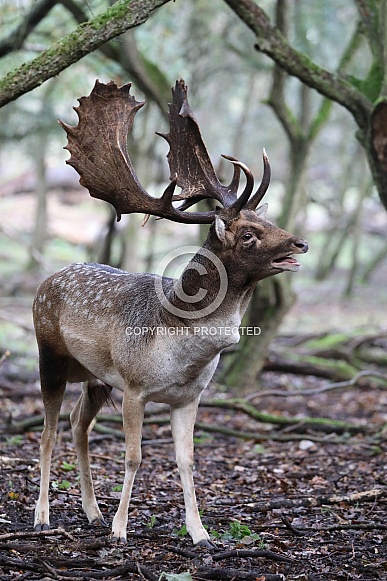 An European fallow deer (Dama dama)