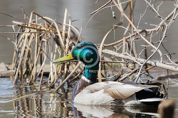 Male Mallard Duck Closeup in the Reeds