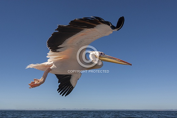 Pink-backed Pelican - Welvis Bay - Namibia