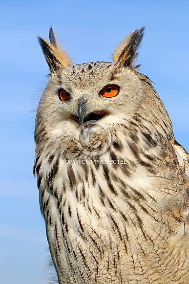 The western Siberian eagle-owl (Bubo bubo Sybericus)