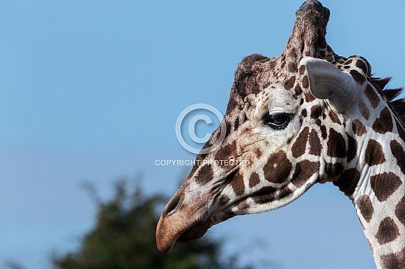 Giraffe close up, sky background