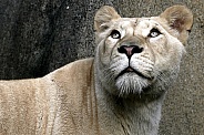 Afr White Lioness