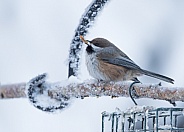 Boreal Chickadee in Winter