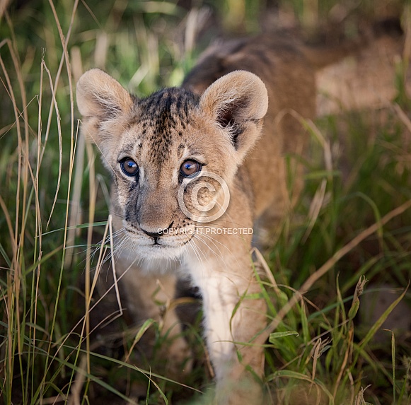 Lion cub in the brush