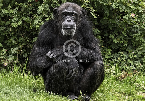 Chimpanzee Full Body Sitting Upright