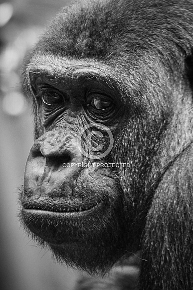 Head Study - Lowland Gorilla