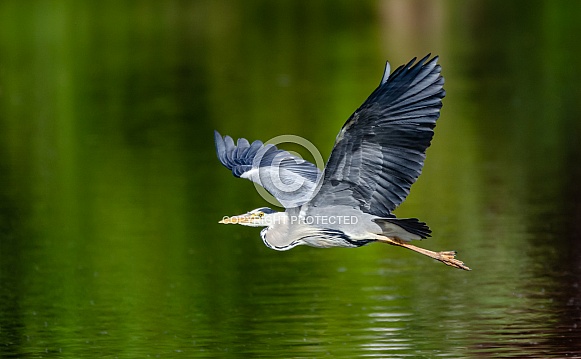A Grey Heron in flight