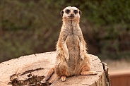 Meerkat Full Body Upright On Log