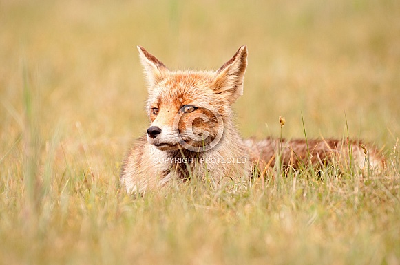 Red fox (vulpesvulpes)