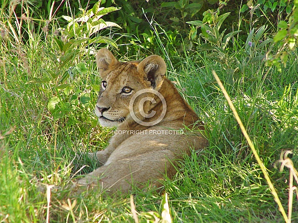 Lion Cub (wild)