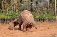 Indian Pangolin or Anteater (Manis crassicaudata)