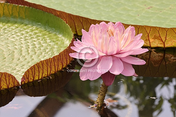 Lotus flower (Victoria amazonica)