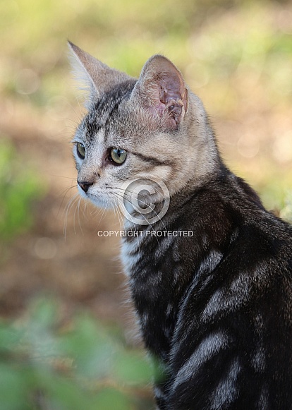 Serious Kitten Profile