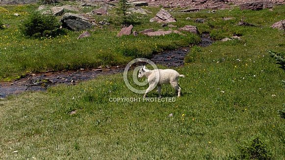 Mountain Goat,Oreamnos Americanus