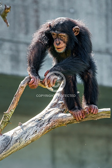Chimp Balancing on Branch