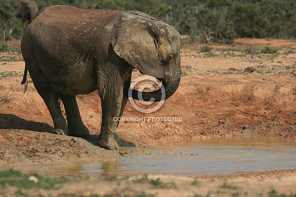 Elephants of Ado Elephant Park, South Africa