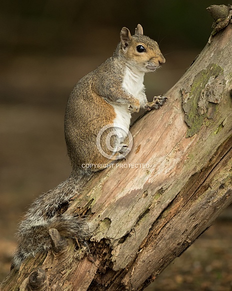 Grey Squirrel Posing on Tree Trunk