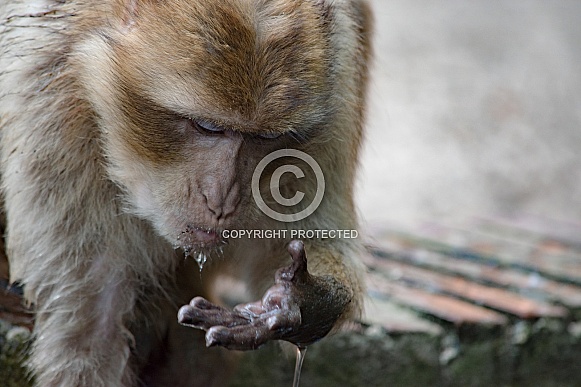 Drinking Berber Monkey