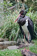 Black stork