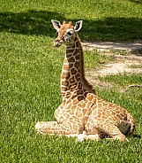 Baby Reticulated Giraffe laying down