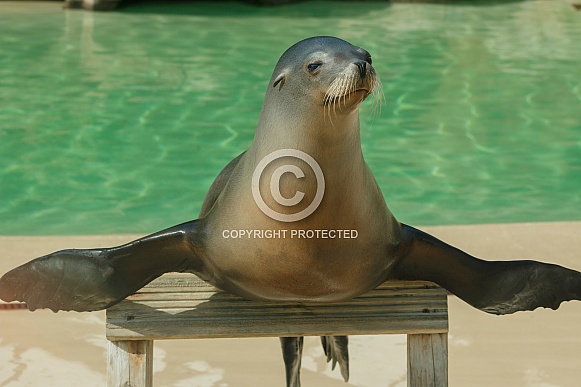 Sea Lion With Flippers Out