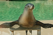 Sea Lion With Flippers Out