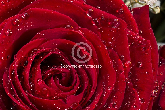 Red Rose - close up