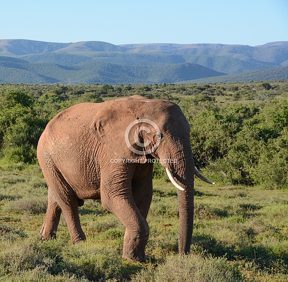 Elephant Walking. African Elephant