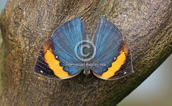 Indian leaf Butterfly