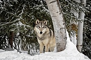 Grey Wolf-Winter Visitor