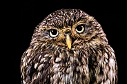 Little Owl Close Up Black Background
