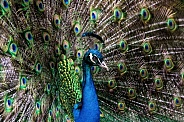 Peacock-Hypnotic