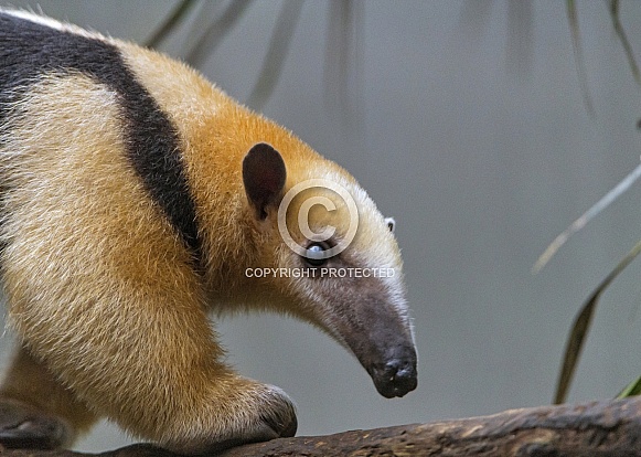 Tamandua Anteater