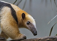 Tamandua Anteater
