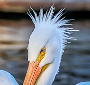 American White Pelican face close up