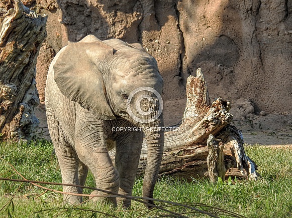 Elephant Calf - One Year Old