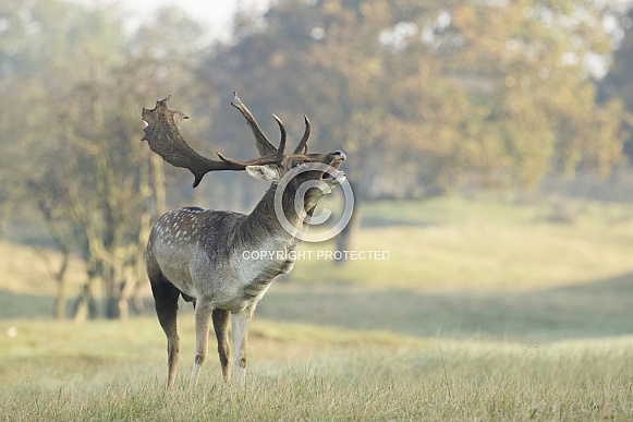 Fallow Deer stag