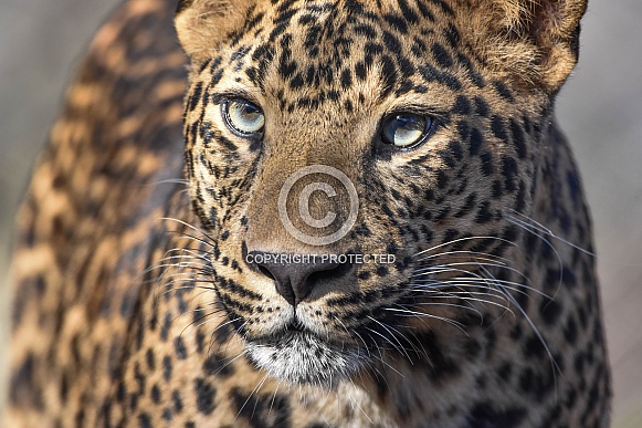 african leopard cub