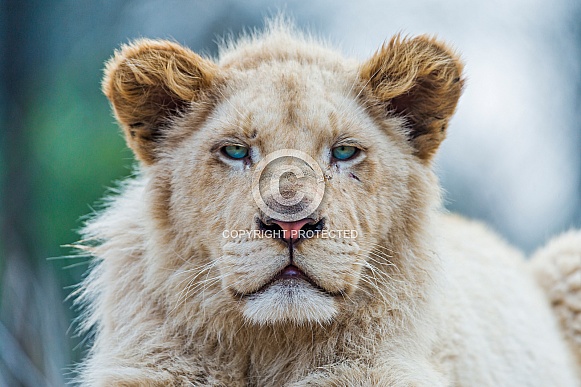Young White Lion