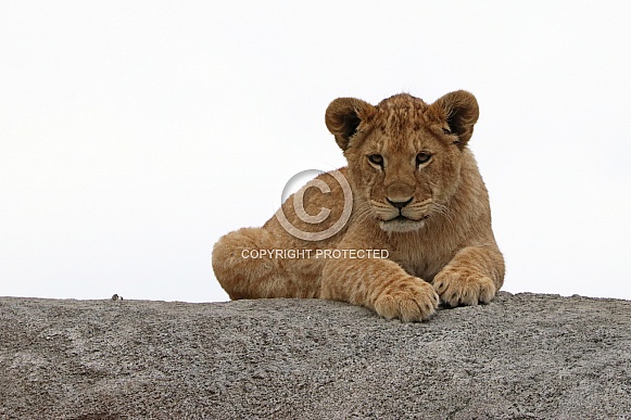 Lion cub on a rock