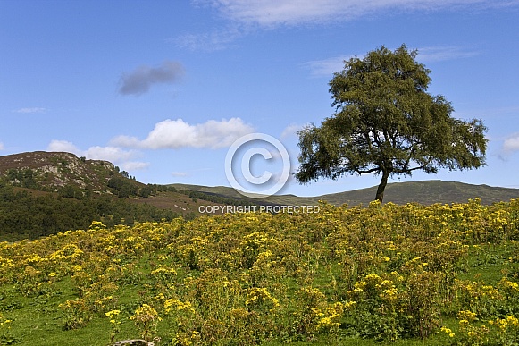 Yellow Gorse on moorland - Scotland